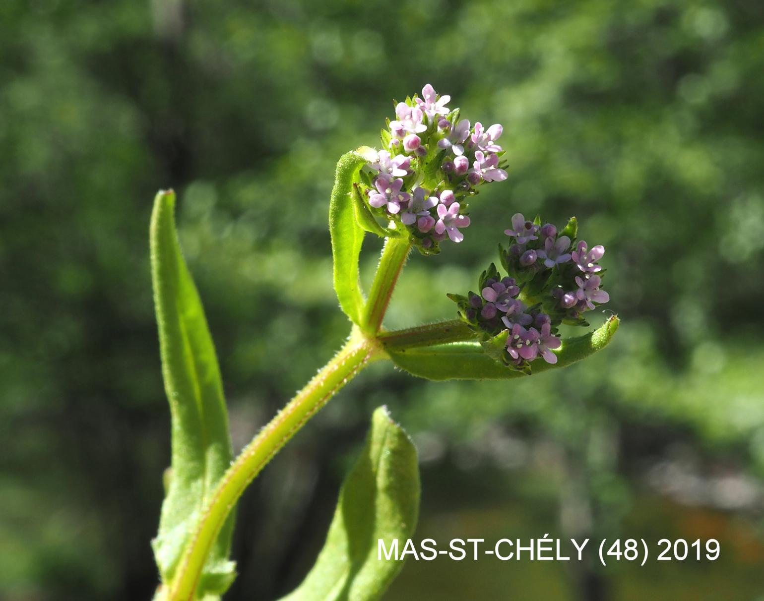 Corn-salad, Hairy-fruited